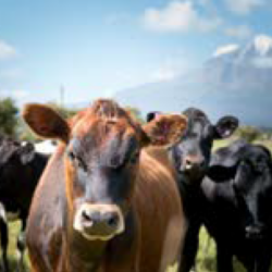 Rural eSpeak Summer 2025